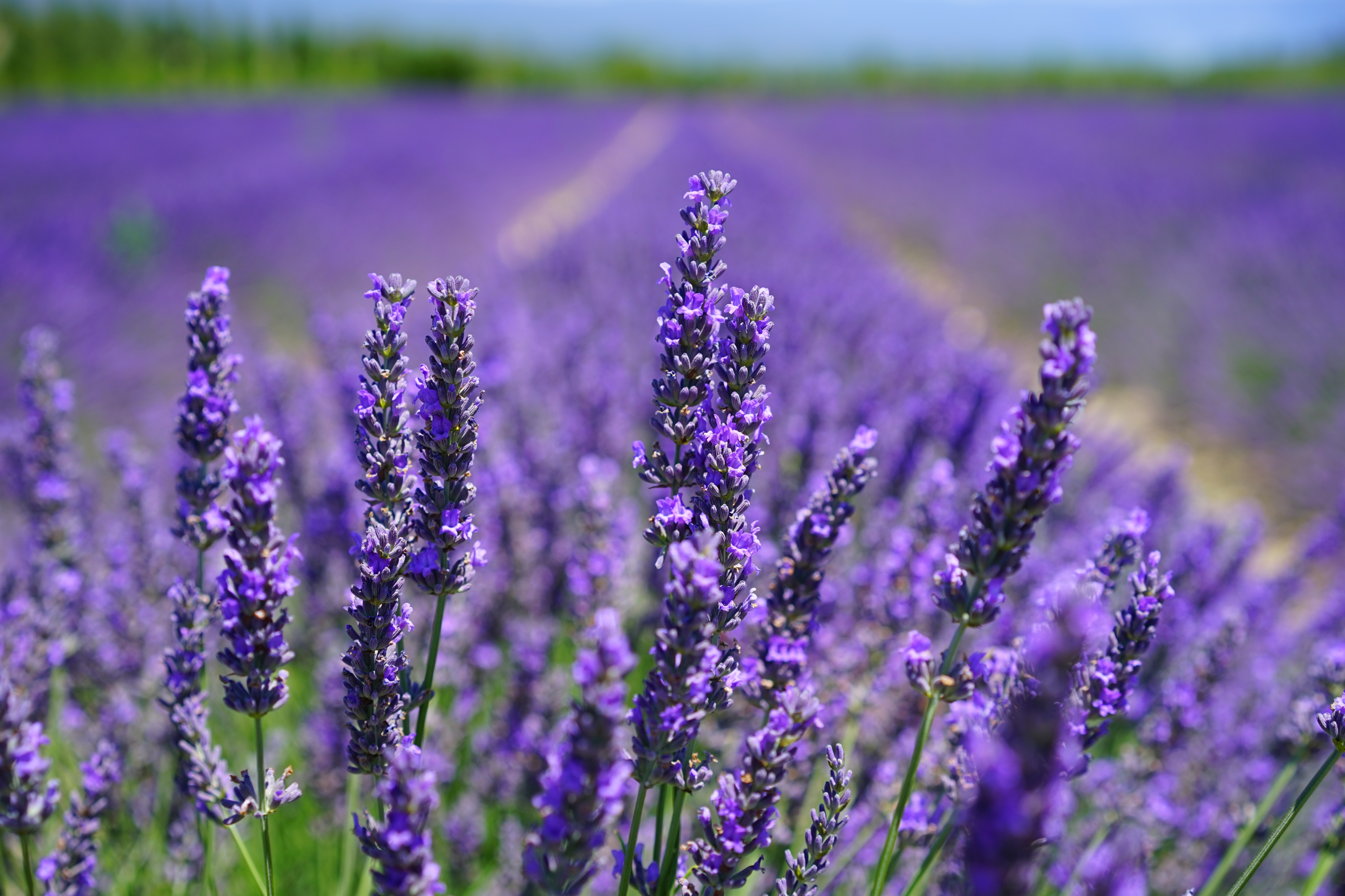 plantes populaires 2018