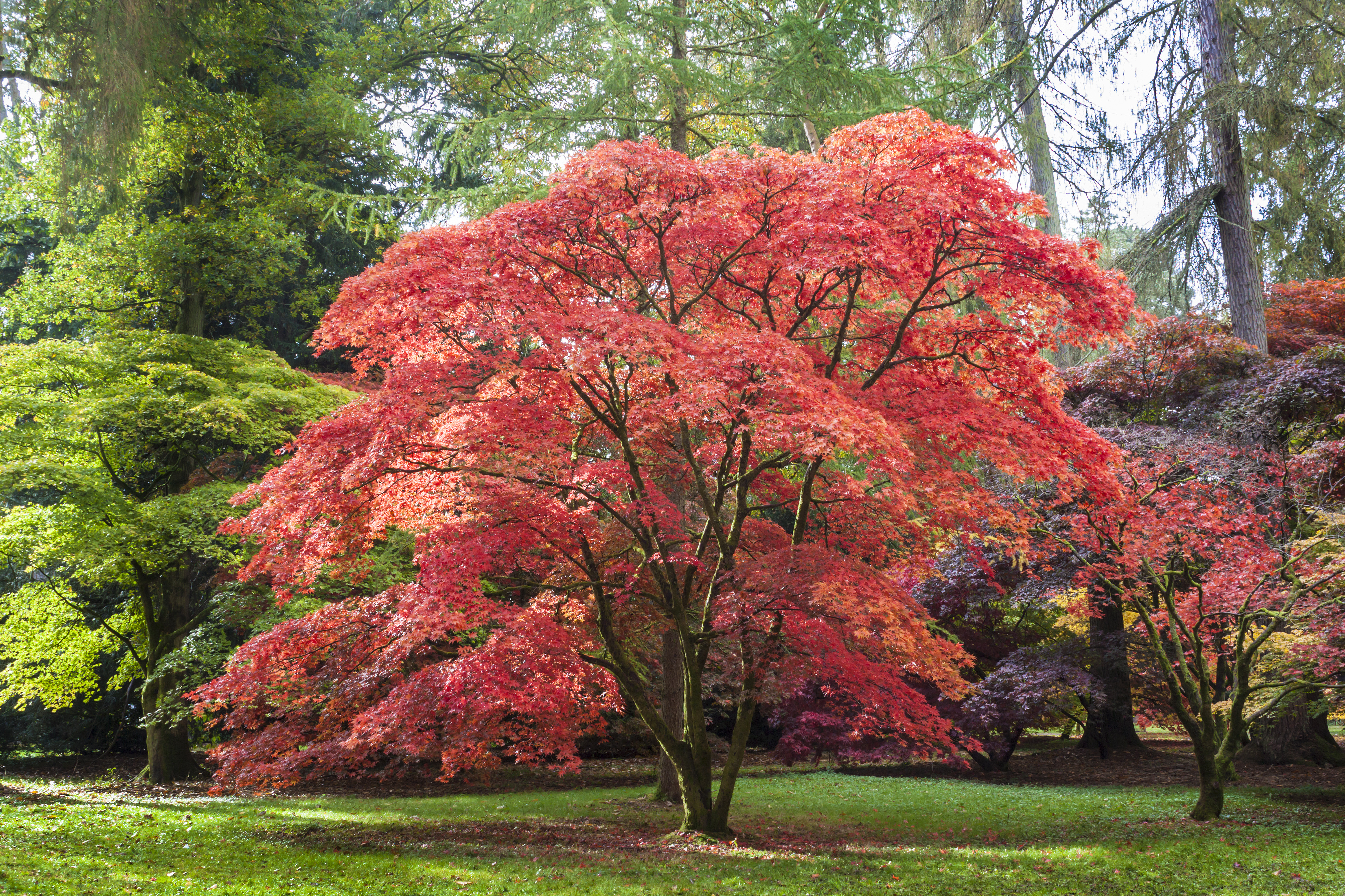 plantes Acer Palmatum