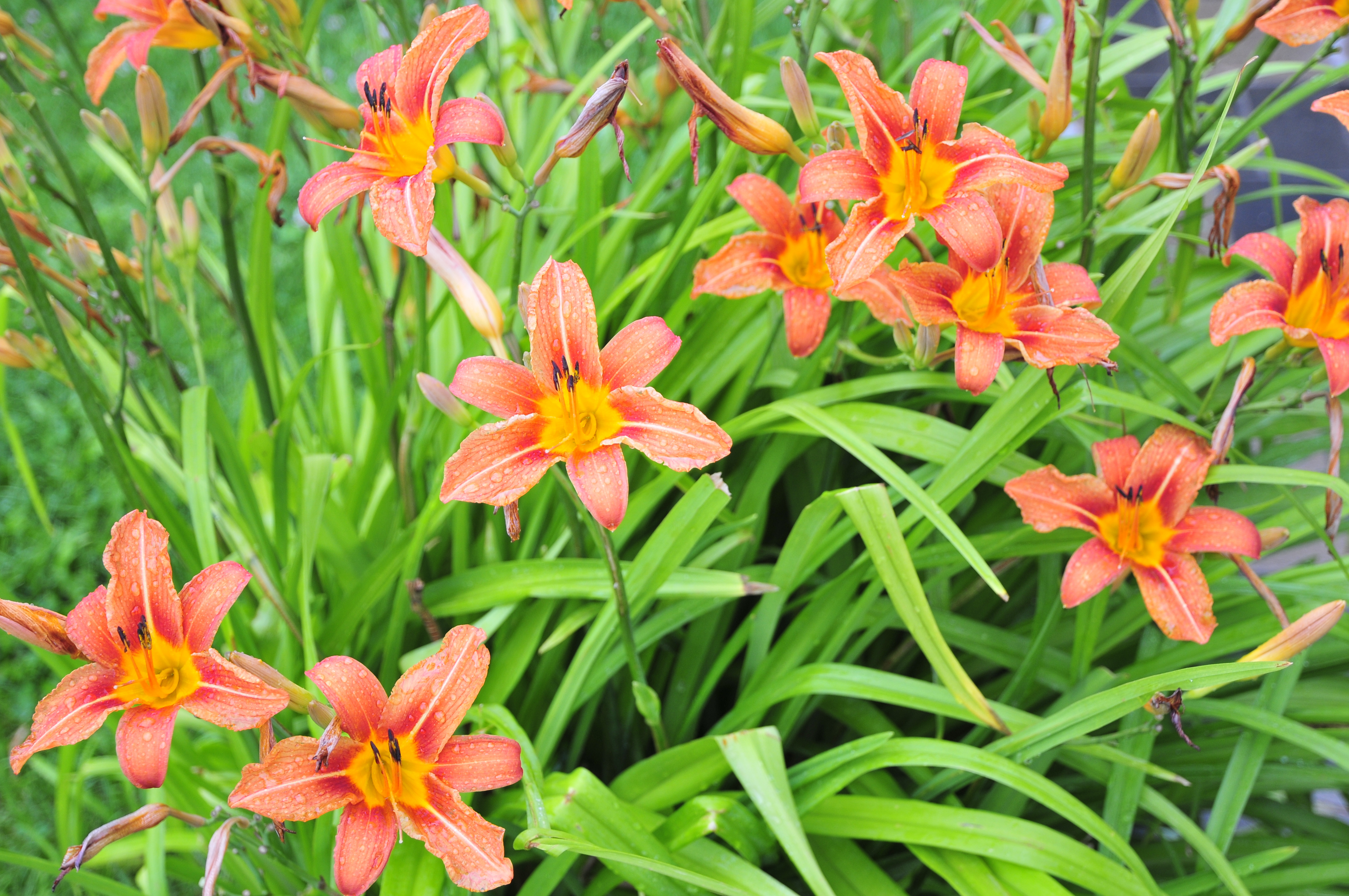 Daylily, also known as Hemerocallis