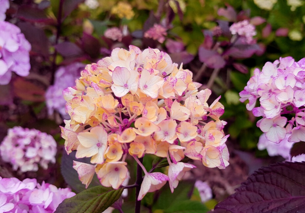 Small Space Backyard Landscaping Ideas For Landscape Professionals small-space-backyard-landscaping-ideas-for-landscape-professionals