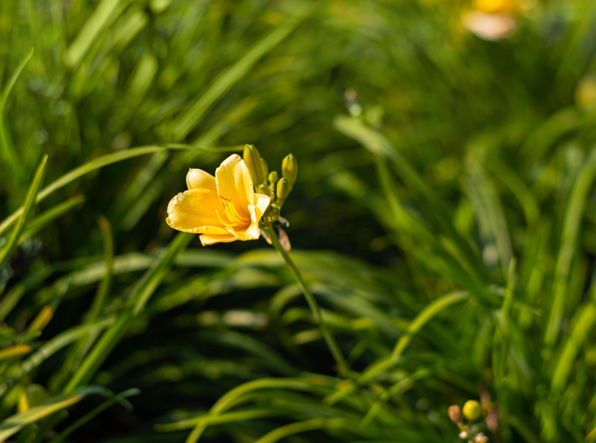 Learn how Gomaterials help garden nursery supplies wholesale.