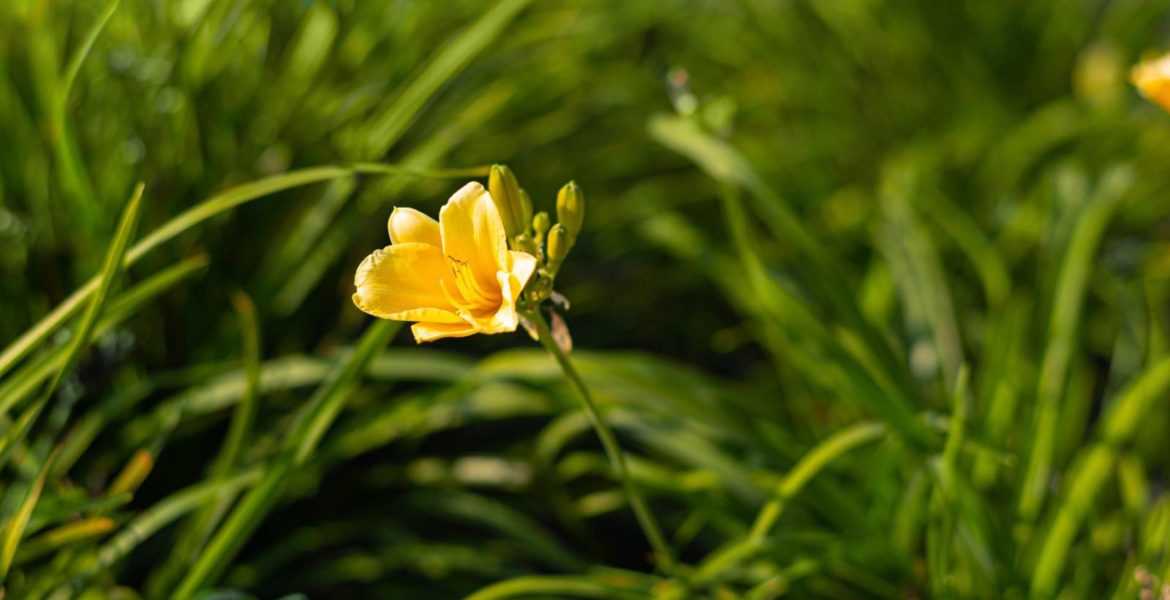 Flower close up