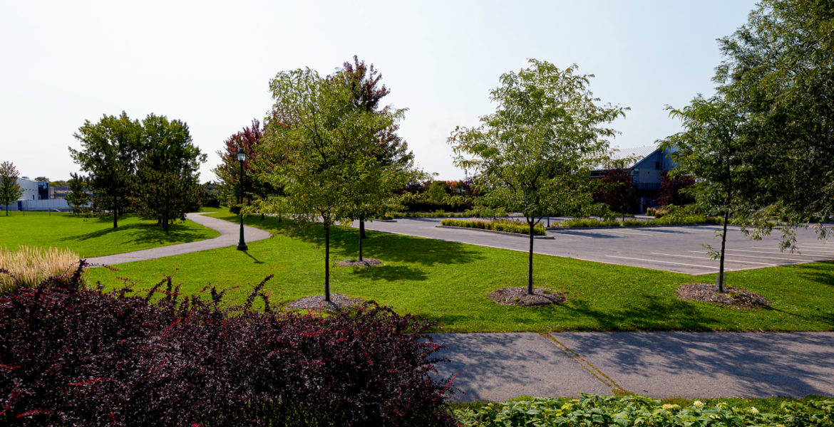 Volunteers Park Landscaping Trees