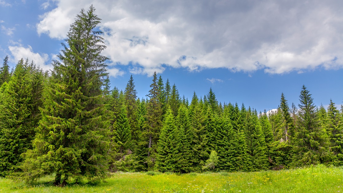 plantes d'aménagement paysager