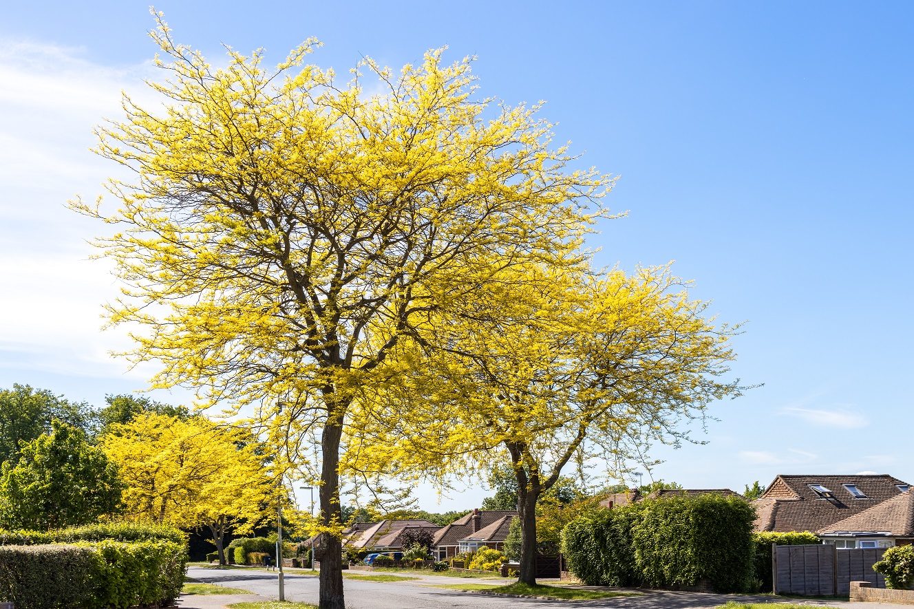 plantes d'aménagement paysager