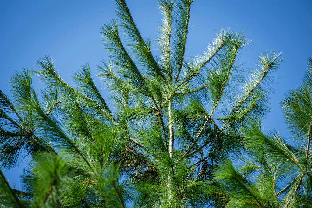 plantes d'aménagement paysager