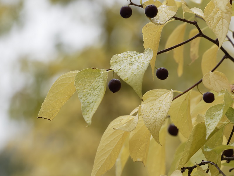 Arbres Canada Celtis Occidentalis