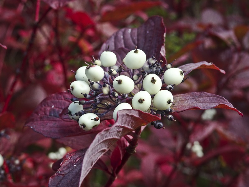 Wholesale_cornus_sericea