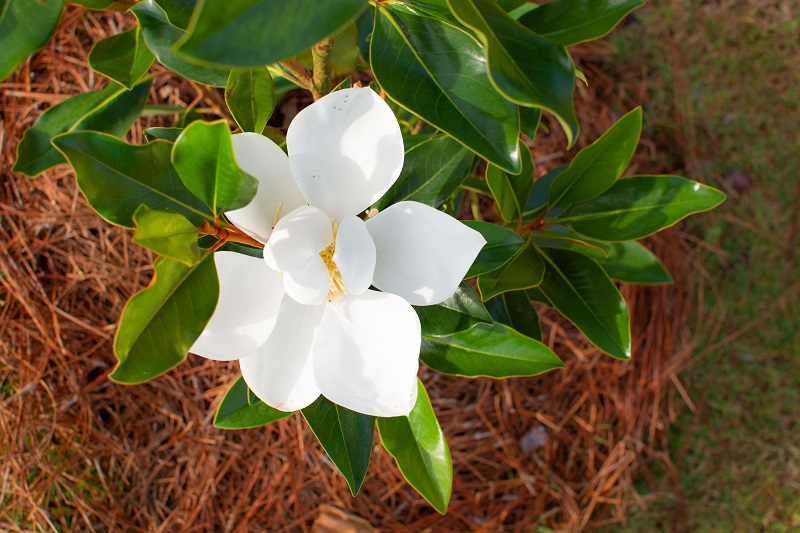 Wholesale_Magnolia_landscaping