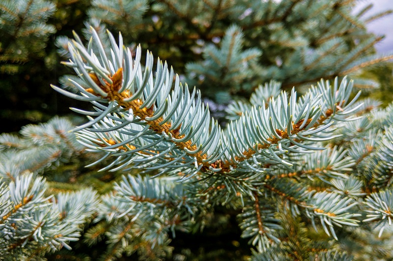 Conifères Canada Picea Glauca