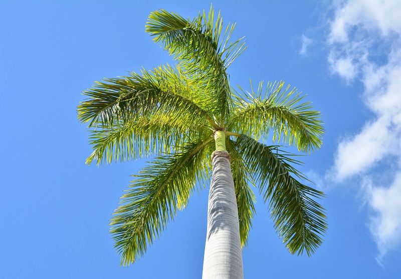 Wholesale_Royal_Palm_trees_Florida