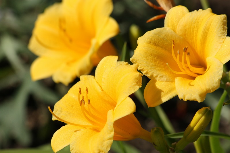 Plantes Populaires Canada Stella de Oro