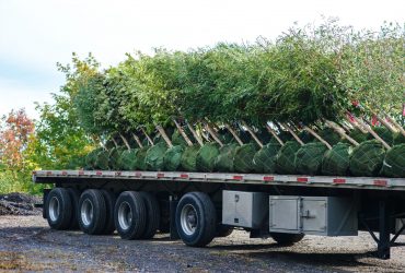 Les plantes, les palmiers et les arbres les plus vendus en 2021