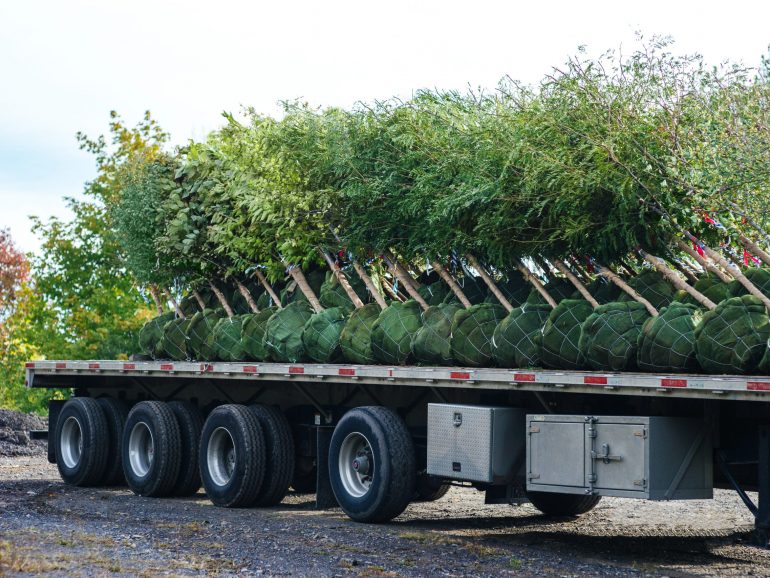 Les plantes, les palmiers et les arbres les plus vendus en 2021