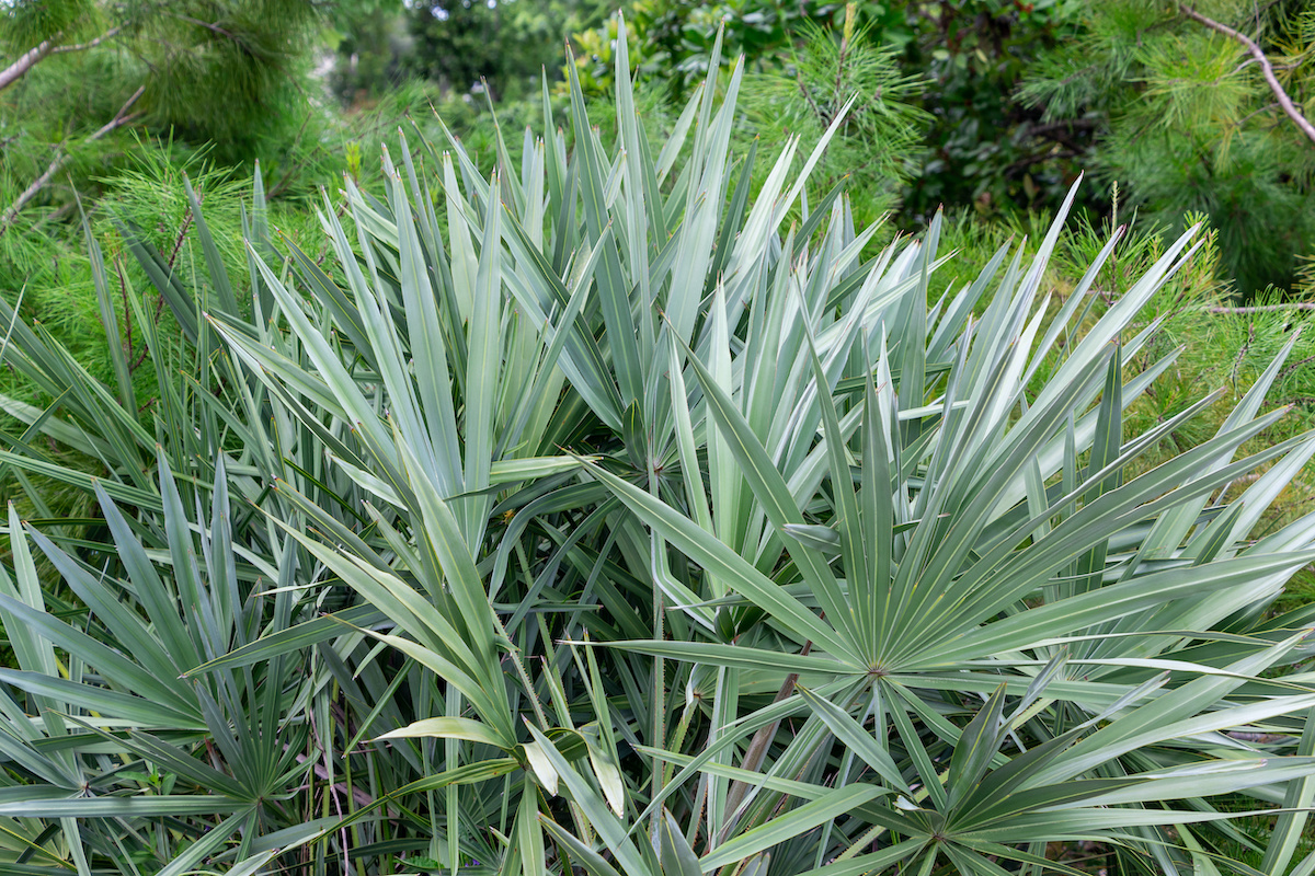 Serenoa Repens Cinera Palm Tree