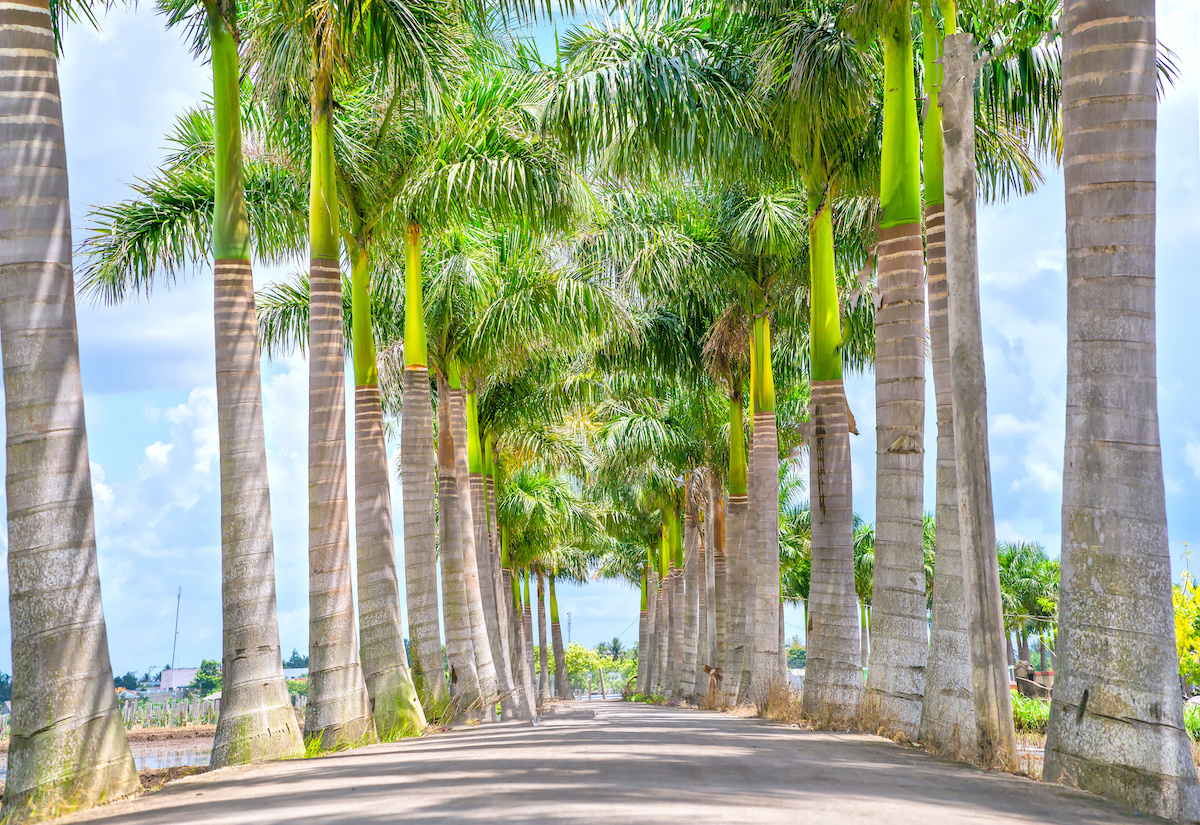 Royal Regia Palm Trees