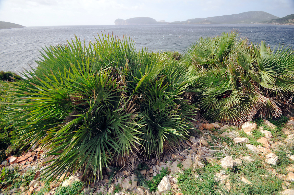 Sabal Minor palmiers