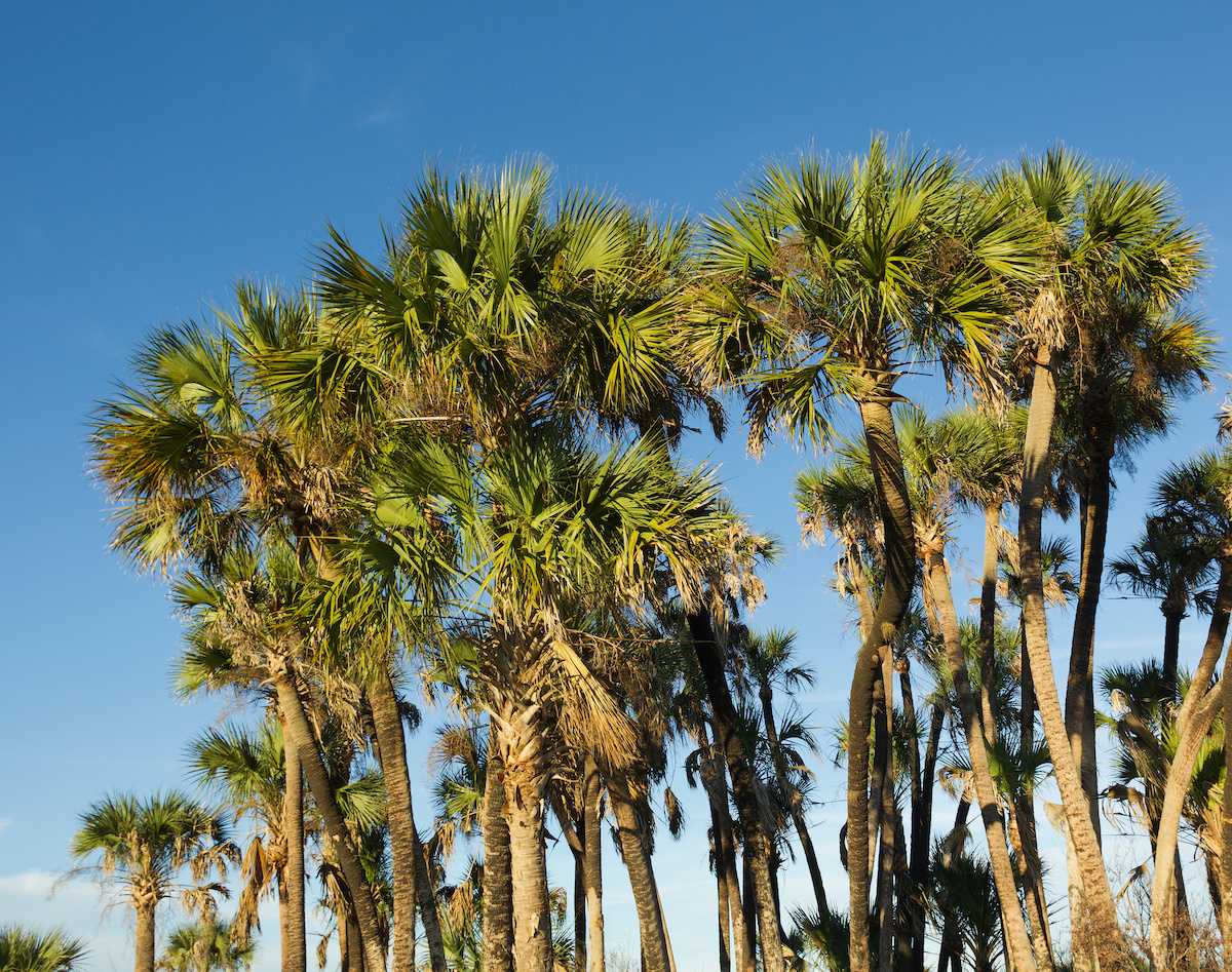 Sabal Palmetto Palm Tree