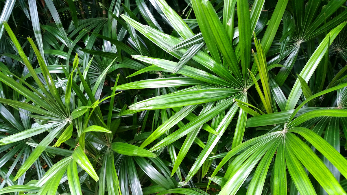 Serenoa Repens Wholesale Palm Tree