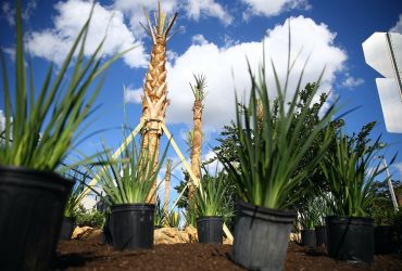 5 palmiers en gros en demande élevée par les paysagistes en 2022