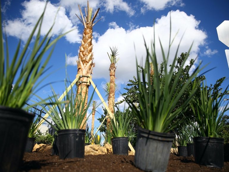 5 palmiers en gros en demande élevée par les paysagistes en 2022