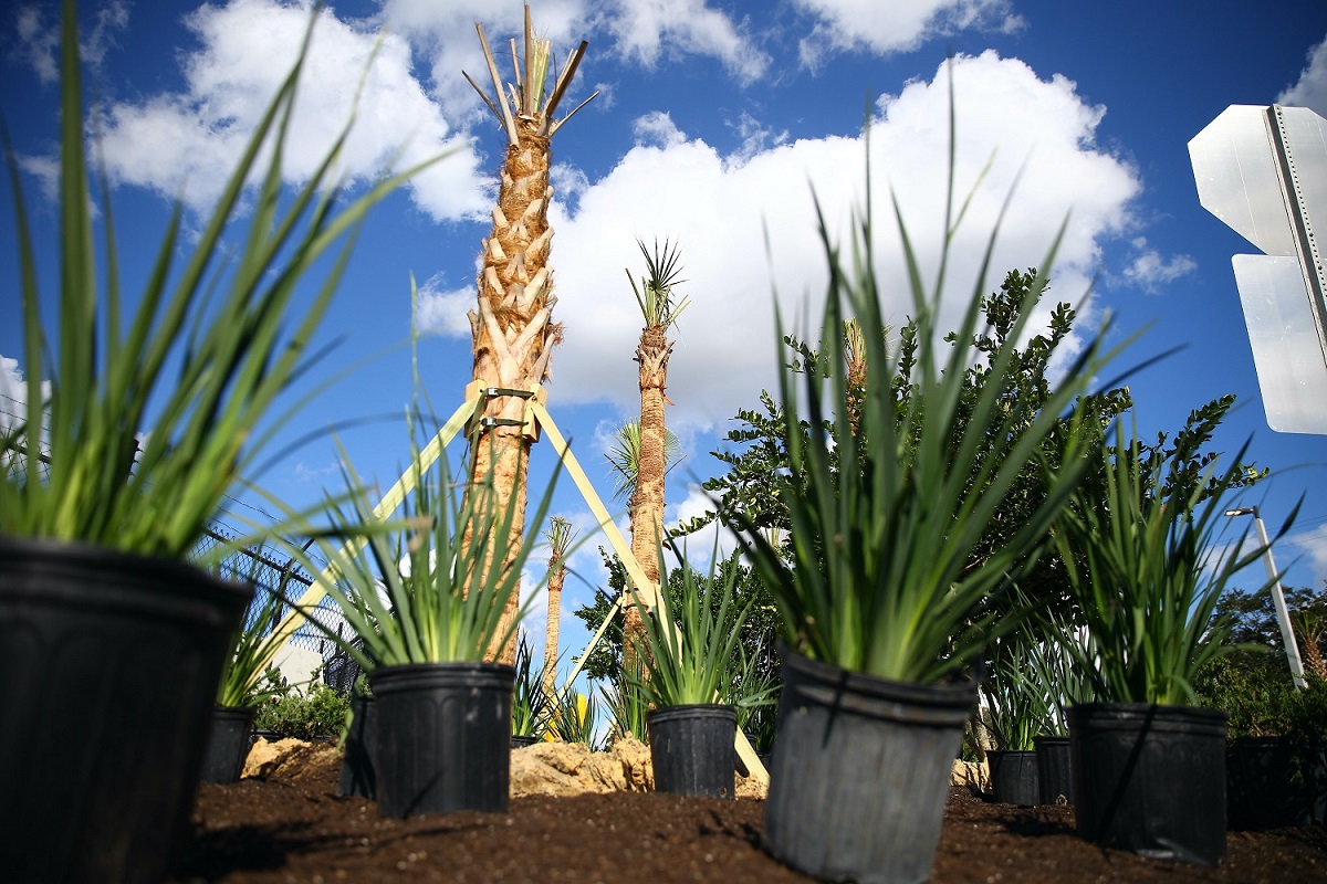 palmiers gros demande élevée