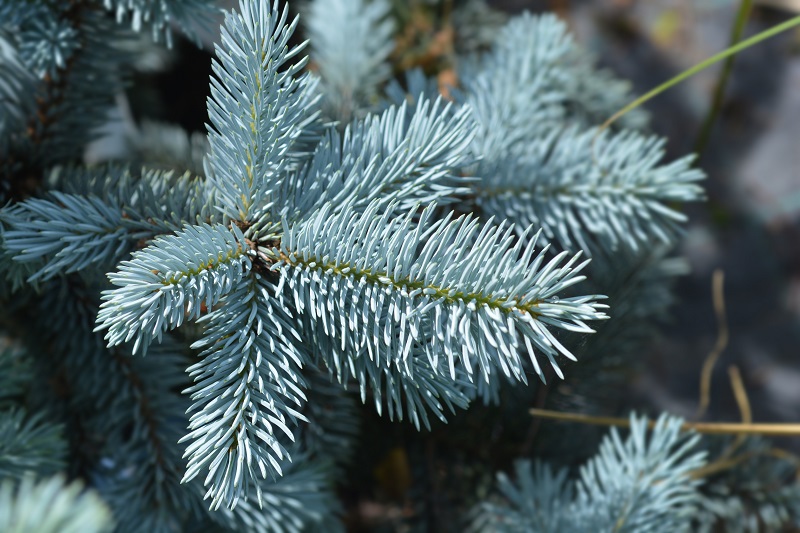 Colorado blue spruce 