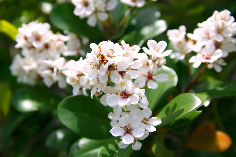 plantes sécheresse Rhaphiolepis Indica