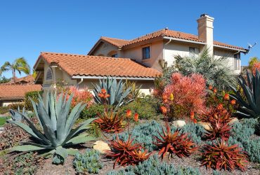 Top Three Drought Tolerant Plants for Xeriscaping in the Southern States