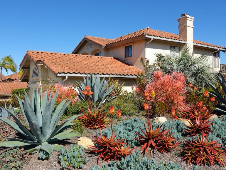Top Three Drought Tolerant Plants for Xeriscaping in the Southern States