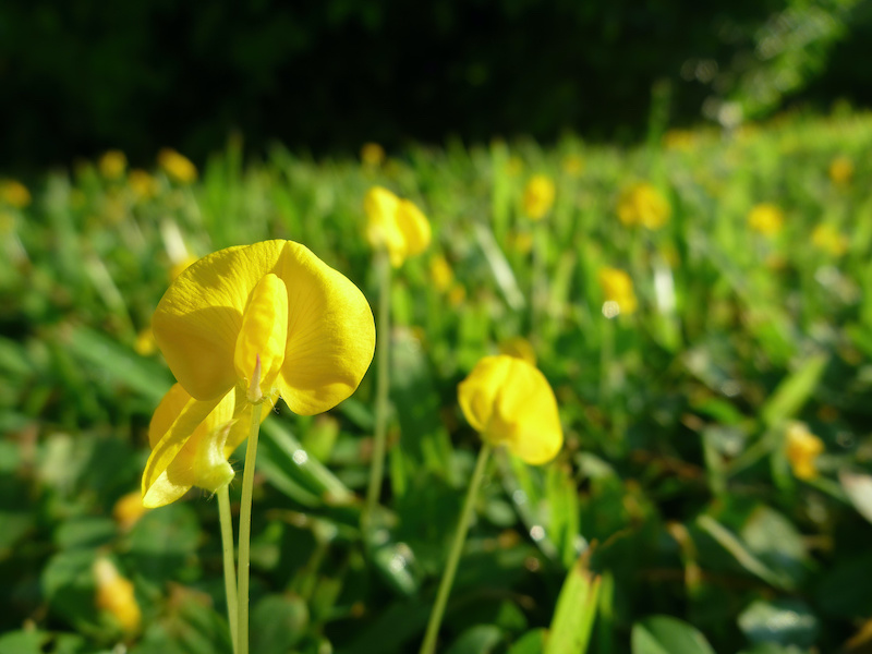 plantes sécheresse Arachis Glabrata