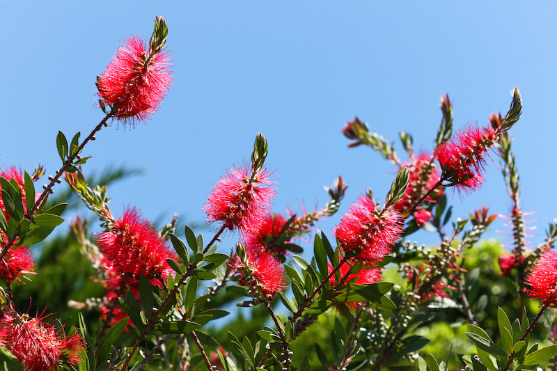 Callistemon Viminalis plants