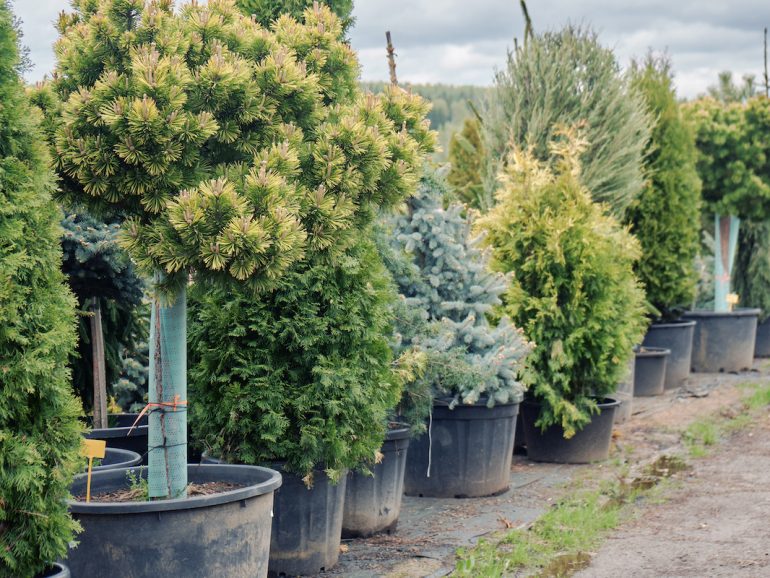 Pénurie d’arbres au Québec : Tendances en 2022