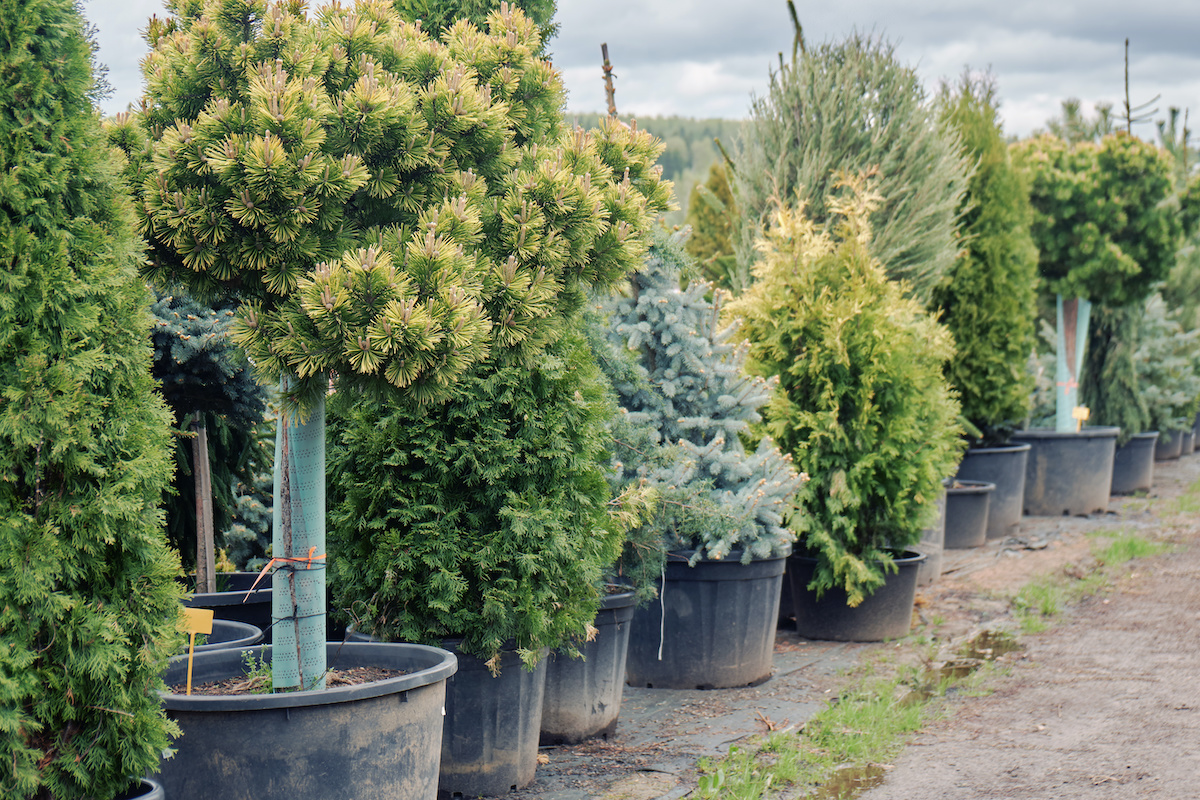 Pénurie d'arbres au Québec