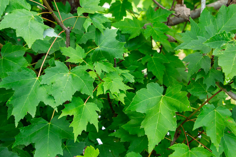 Wholesale Tree Acer Rubrum