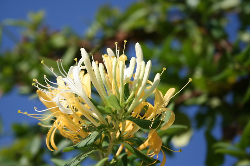 Plantes Populaires Canada Bush Honeysuckle