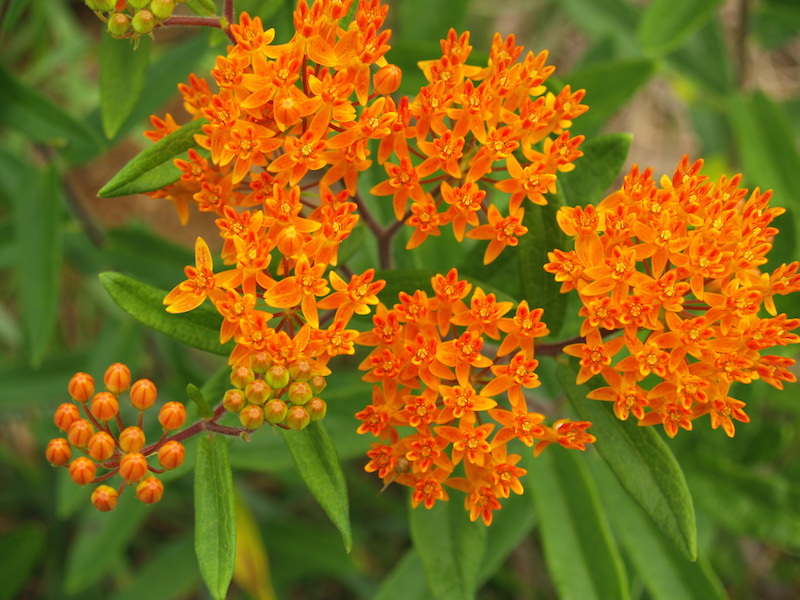 Wholesale Nursery Plants Butterfly Weed