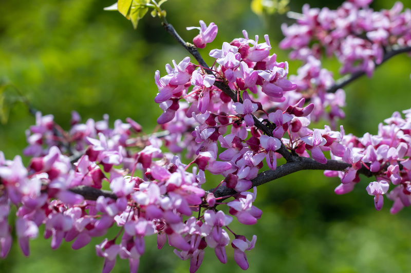 Wholesale Tree Cercis Canadensis