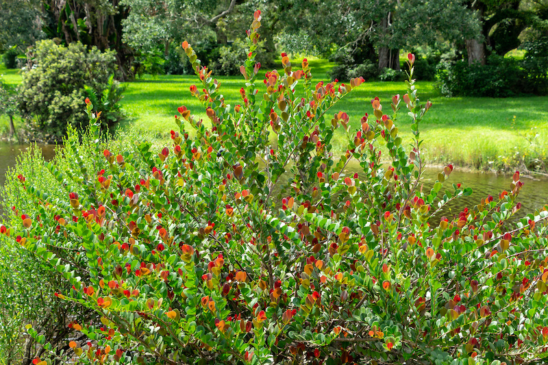 Wholesale Nursery Plants Cocoplum Red Tip