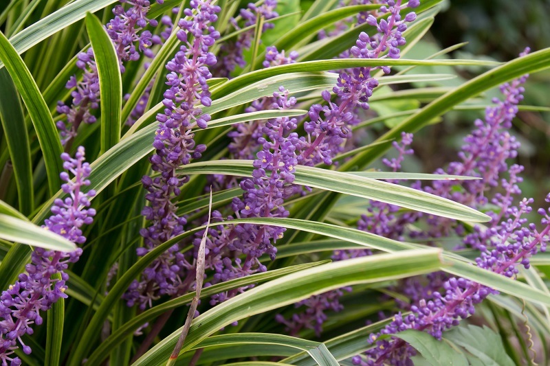 Wholesale Nursery Plants Liriope Muscari