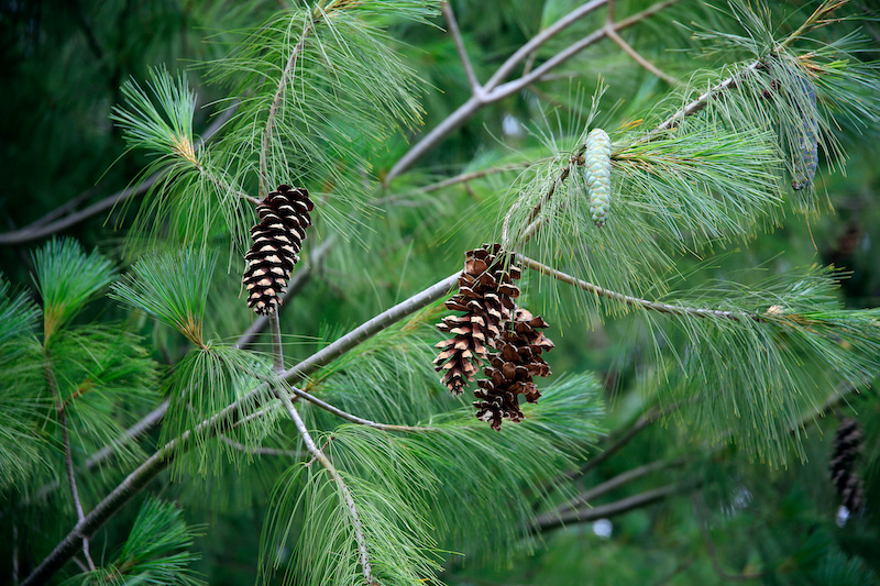 Wholesale Conifer Pinus Strobus