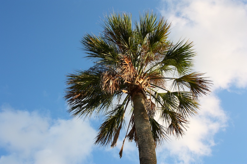 Wholesale Palm Tree Sabal Palmetto