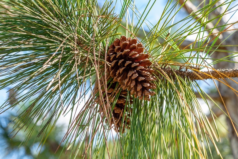 Wholesale Conifer Slash Pine