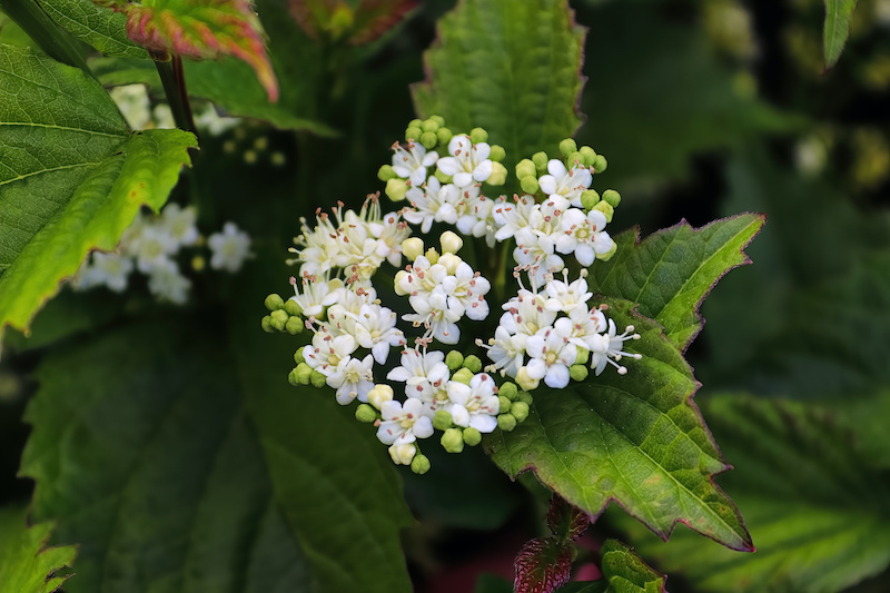 Wholesale Nursery Plants Viburnum Arrowwood