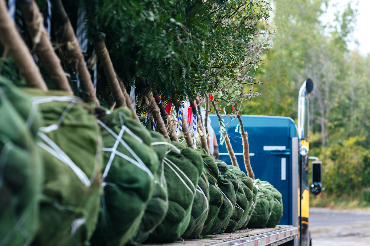 GoMaterials vs. Traditional Tree Broker: 6 Unmatched Services